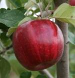 Chrisolyn Jonathan - Apple Varieties list a - z  